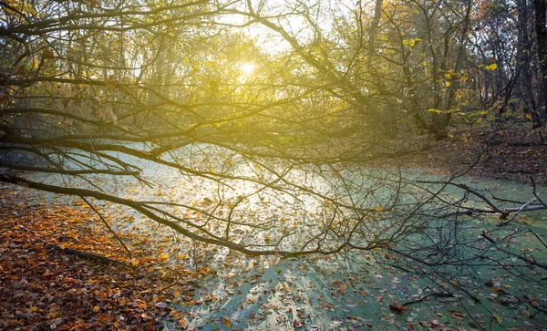 Pequeño Lago Bosque Otoño Atardecer — Foto de Stock