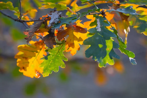 Nahaufnahme Eiche Zweig Einem Wald Mit Bunten Trockenen Blättern Schönen — Stockfoto