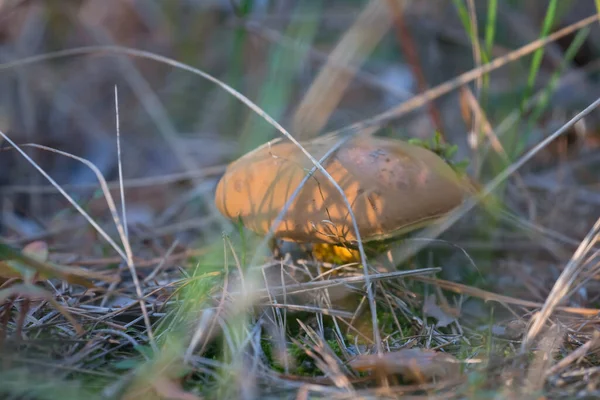 Zbliżenie Brązowy Grzyb Trawie Naturalne Tło — Zdjęcie stockowe