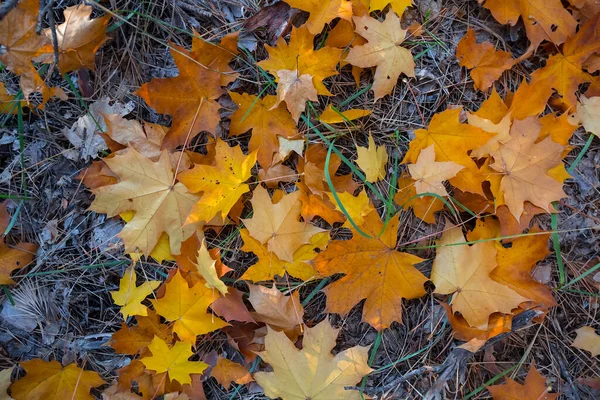 Närbild Röda Torra Blad Mark Höst Naturlig Bakgrund — Stockfoto