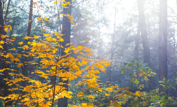早朝の秋の森のグレード — ストック写真