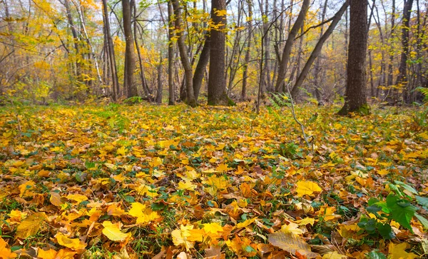 Radura Foresta Primo Piano Con Foglie Secche Rosse Terreno — Foto Stock