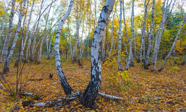 Clairière Bouleau Couvert Par Des Feuilles Sèches Fond Extérieur Automne — Photo