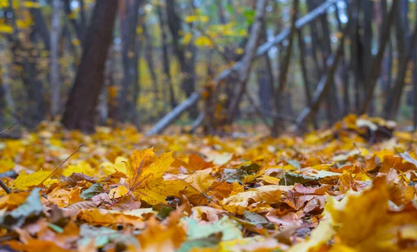 Nahaufnahme Waldlichtung Mit Roten Trockenen Blättern Auf Einem Boden — Stockfoto