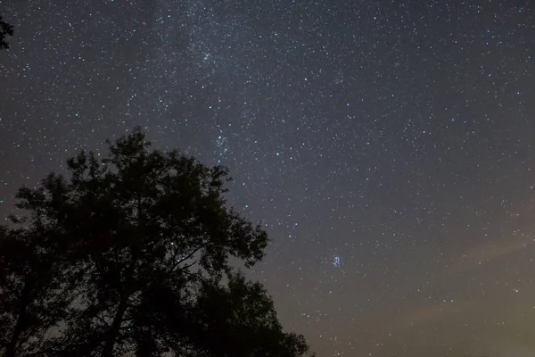 Silhouette Albero Uno Sfondo Cielo Stellato Notte — Foto Stock