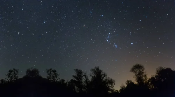 Constelação Orion Acima Uma Silhueta Floresta Noturna Cena Céu Estrelado — Fotografia de Stock