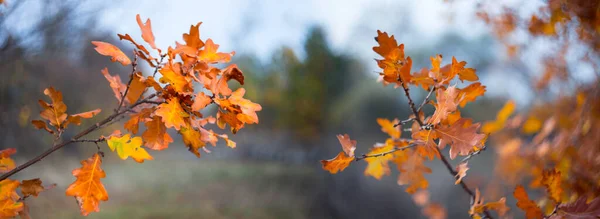 Nahaufnahme Eiche Zweig Einem Wald Mit Bunten Trockenen Blättern Schönen — Stockfoto