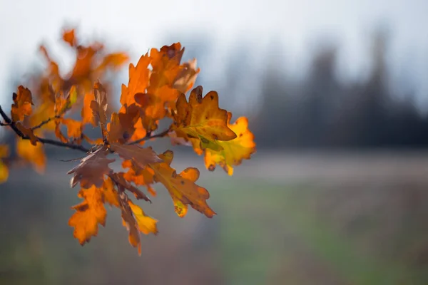 Nahaufnahme Eiche Zweig Einem Wald Mit Bunten Trockenen Blättern Schönen — Stockfoto