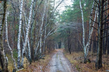 huş ağacından geçen toprak yolu.