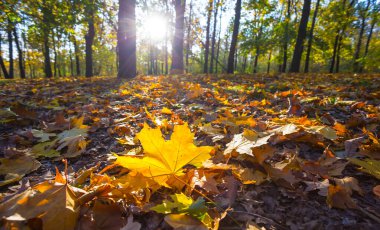 Kuru yapraklarla kaplanmış orman ormanı güneş ışığında, açık sonbahar arka planında.
