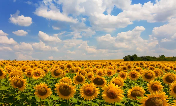 Gouden Zonnebloemenveld Onder Een Blauwe Bewolkte Hemel Landelijke Agrarische Achtergrond — Stockfoto