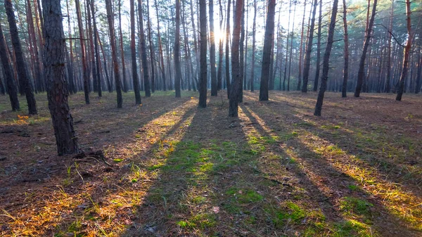 Clareira Floresta Coberta Por Uma Folhas Secas Uma Luz Sol — Fotografia de Stock