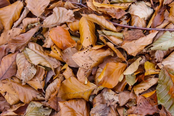 乾燥したブナの葉の密接なヒープ 屋外の自然背景 — ストック写真