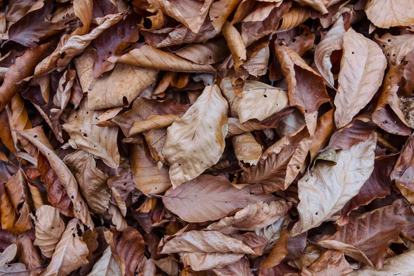 Närbild Hög Med Torra Boklöv Utomhus Naturlig Bakgrund — Stockfoto