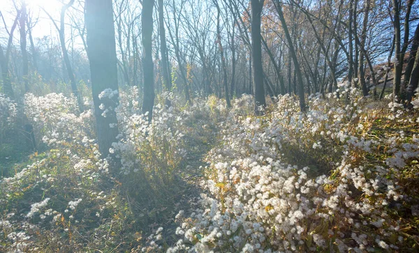 Kuru Yapraklarla Kaplanmış Orman Ormanı Güneş Işığında Açık Sonbahar Arka — Stok fotoğraf