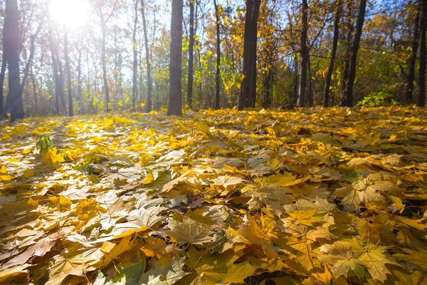 Skog Glänta Täckt Torr Blad Ett Ljus Sol Utomhus Höst — Stockfoto