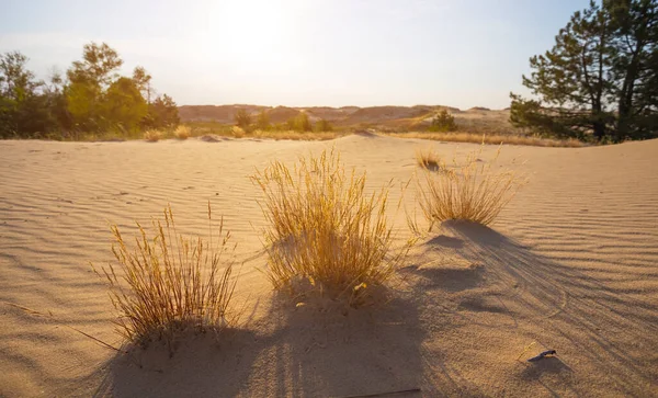 Amplio Desierto Arenoso Atardecer Fondo Salvaje Natural —  Fotos de Stock