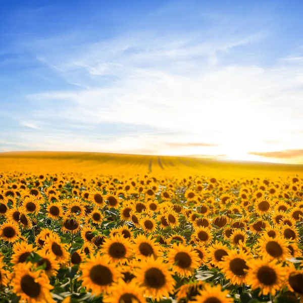 Goldenes Sonnenblumenfeld Bei Sonnenuntergang Ländlicher Landwirtschaftlicher Hintergrund — Stockfoto