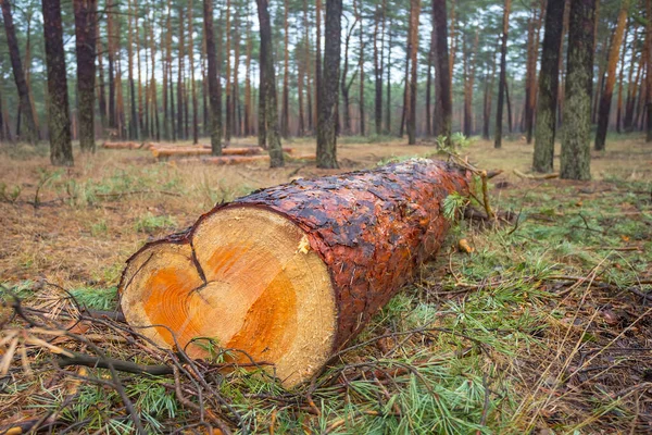 Großaufnahme Baumstamm Liegen Einem Wald — Stockfoto