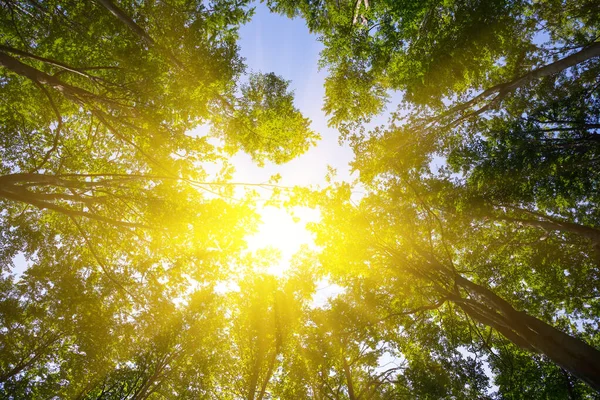 Groene Kroon Van Een Boom Een Zonnestraal Natuurlijke Bosachtergrond — Stockfoto