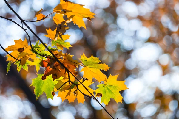 Närbild Lönn Träd Gren Med Rött Löv Höst Naturlig Bakgrund — Stockfoto