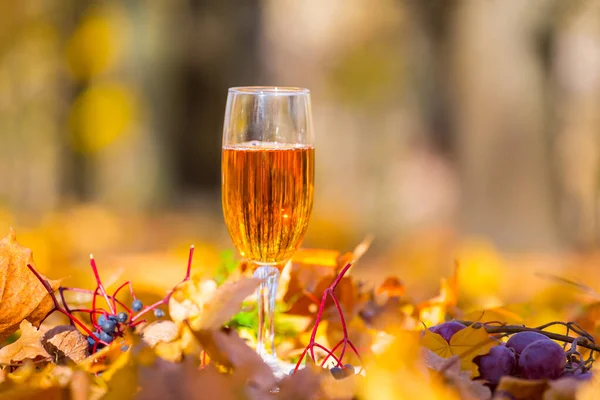 closeup wine glass stay among vine and dry leaves, autumn outdoor drink background