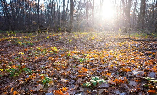 Radura Forestale Coperta Foglie Secche Alla Luce Del Sole Fondo — Foto Stock