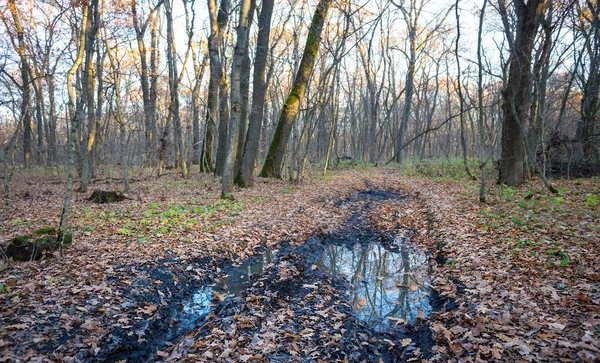 森の中の水溜りのある汚い地上道路屋外の田園風景 — ストック写真