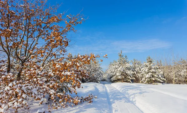 雪に覆われた森の中の田舎道冬のアウトドアシーン — ストック写真