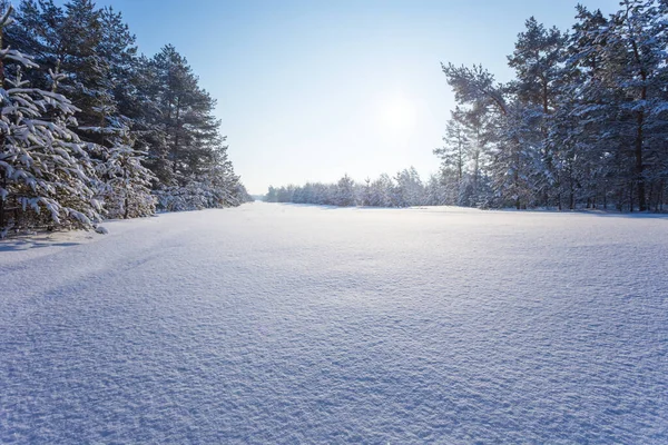 Bosque Cubierto Nieve Brilla Una Luz Sol Paisaje Natural Invierno —  Fotos de Stock