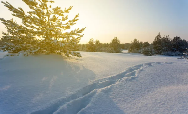 Verschneite Waldlichtung Bei Sonnenuntergang Mit Menschlicher Spur Winterreise Szene — Stockfoto
