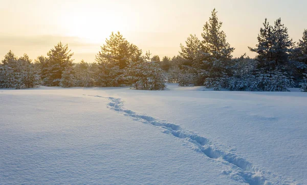 落日下雪地森林 人迹罕至 冬季旅行景致 — 图库照片