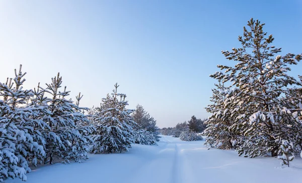 Estrada Rural Através Floresta Nevada Cena Livre Inverno — Fotografia de Stock