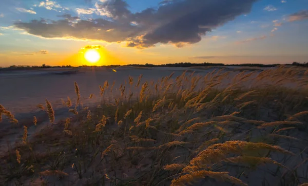 Prairie Herbes Hautes Coucher Soleil — Photo