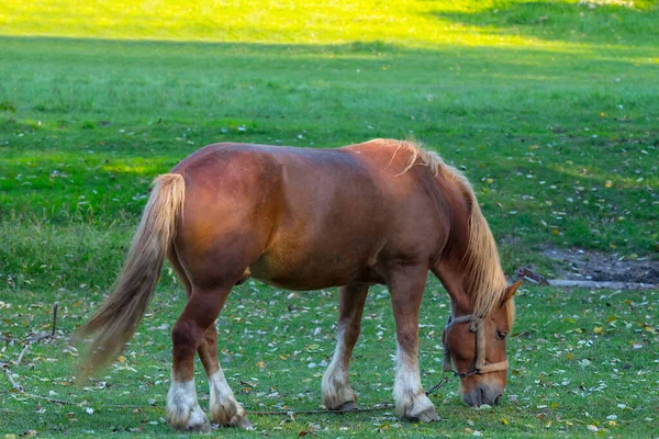 Sozinho Cavalo Marrom Pastagem Pasto Verde Belo Fundo Rural — Fotografia de Stock