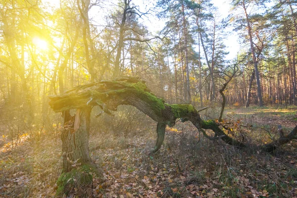 Primer Plano Árbol Seco Caído Bosque Luz Del Sol Tarde —  Fotos de Stock