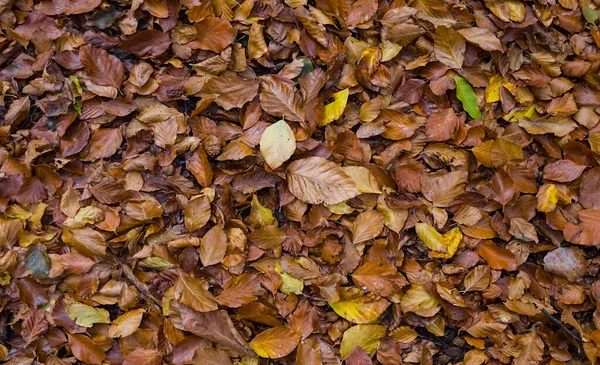 Closeup Dry Autumn Leaves Lie Ground Natural Season Background — Stock Photo, Image