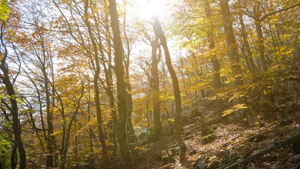 Floresta Outono Uma Encosta Monte Uma Luz Sol — Fotografia de Stock