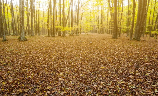 Waldlichtung Bedeckt Von Trockenen Roten Blättern Herbst Freien Hintergrund — Stockfoto
