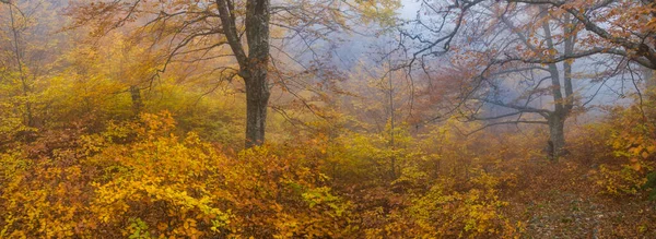 Red Autumn Beech Forest Mist Autumn Outdoor Scene — Stock Photo, Image