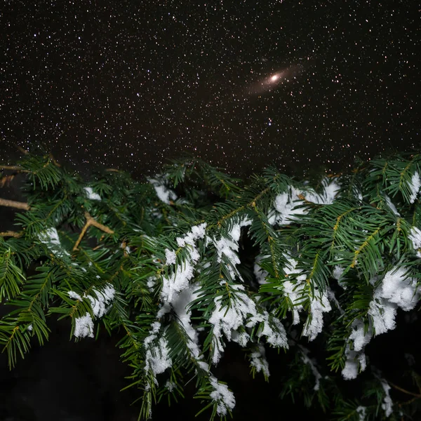 Dennenboom Tak Een Sneeuw Een Nacht Sterrenhemel Achtergrond — Stockfoto