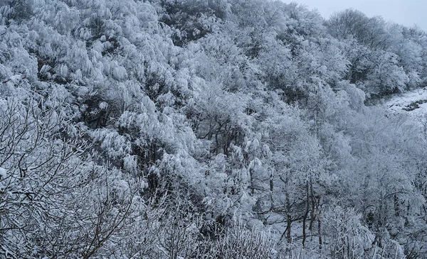 Winter Verschneiten Wald Schnee Freien Winter Hintergrund — Stockfoto