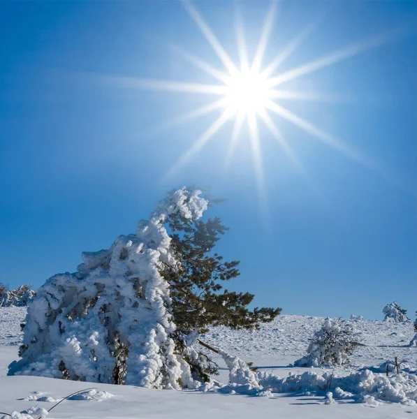 Zbliżenie Snowbound Sosna Drzewo Świetle Słońca Zima Scena — Zdjęcie stockowe