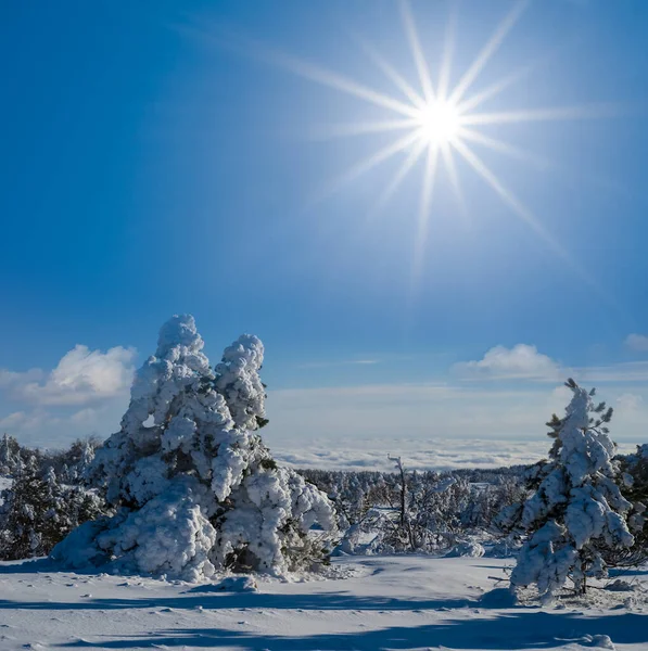 Yakın Plan Karlı Çam Ağacı Güneş Işığında Kış Sahnesinde — Stok fotoğraf