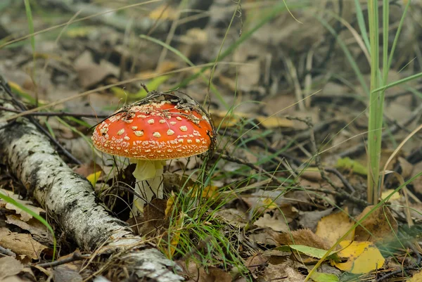 Gros Plan Champignon Flyagarique Dans Forêt Automne — Photo