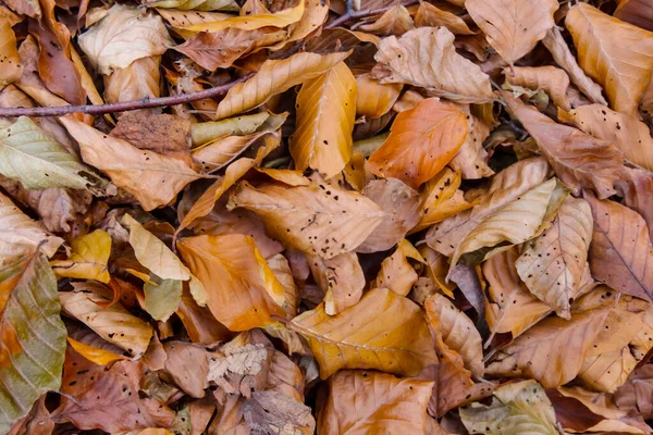 Närbild Hög Med Torra Boklöv Utomhus Naturlig Bakgrund — Stockfoto