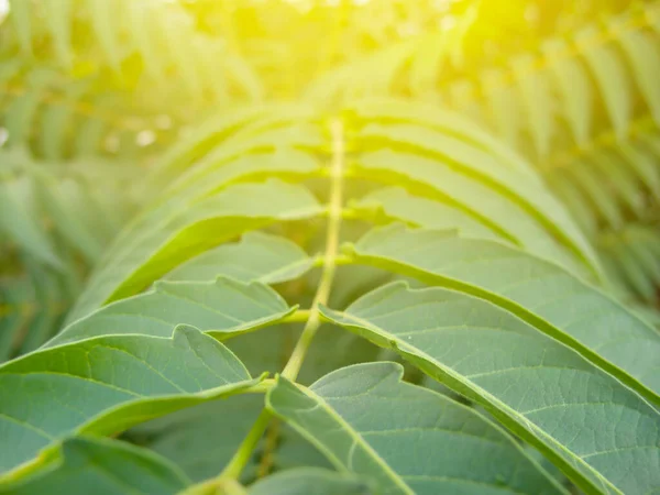 Närbild Grön Buske Med Blad Ett Ljus Sol Utomhus Naturlig — Stockfoto