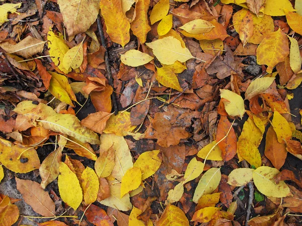 Closeup Dry Autumn Leaves Lie Ground Natural Season Background — Stock Photo, Image