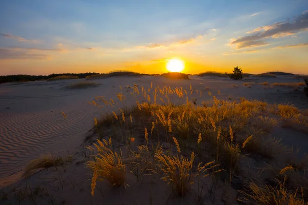 Brede Zandige Prairie Met Gras Bij Zonsondergang Natuurlijke Outdoor Achtergrond — Stockfoto