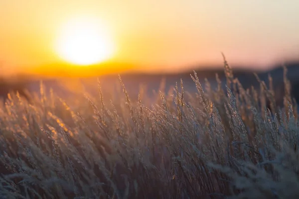 Akşam Güneşinin Işığında Yakın Çayır Çimenleri — Stok fotoğraf